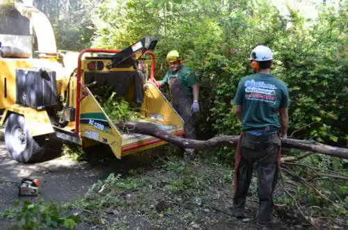 tree services Carbondale